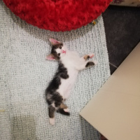 Tekir Kedi, Kedi  Paytak fotoğrafı