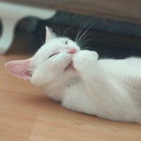 Van Kedisi, Kedi  Pamuk whitetigerr fotoğrafı