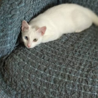 Van Kedisi, Kedi  Pamuk whitetigerr fotoğrafı