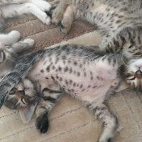 Tekir Kedi, Kedi  Umut fotoğrafı