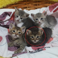 Tekir Kedi, Kedi  Umut fotoğrafı