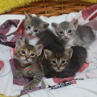Tekir Kedi, Kedi  SAHİPLENİLDİ - Uğur fotoğrafı