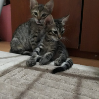 Tekir Kedi, Kedi  SAHİPLENİLDİ - Uğur fotoğrafı