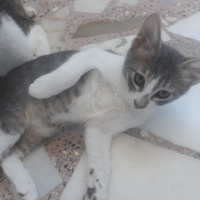Laperm, Kedi  Efe fotoğrafı