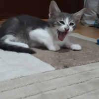 Laperm, Kedi  Efe fotoğrafı