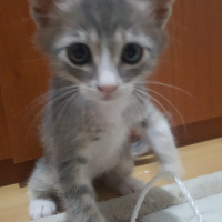 Laperm, Kedi  Ege fotoğrafı