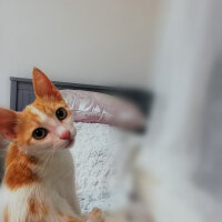 Tekir Kedi, Kedi  Bal fotoğrafı