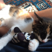 Tekir Kedi, Kedi  Mina fotoğrafı