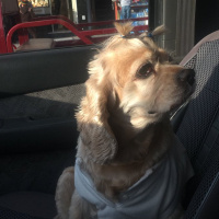 Amerikan Cocker Spaniel, Köpek  cookie fotoğrafı