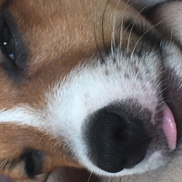 Jack Russell Terrier, Köpek  Minnak fotoğrafı