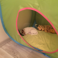 Jack Russell Terrier, Köpek  Minnak fotoğrafı