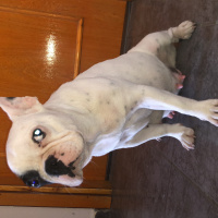 Fransız Bulldog, Köpek  DİANA fotoğrafı