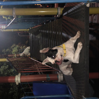 Fransız Bulldog, Köpek  DİANA fotoğrafı