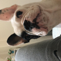 Fransız Bulldog, Köpek  DİANA fotoğrafı