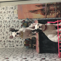 Fransız Bulldog, Köpek  DİANA fotoğrafı