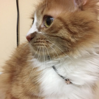 Tekir Kedi, Kedi  Portakal fotoğrafı