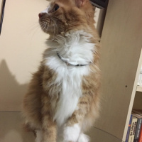 Tekir Kedi, Kedi  Portakal fotoğrafı