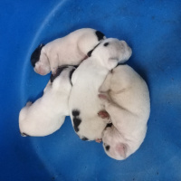 Fransız Bulldog, Köpek  Encil fotoğrafı