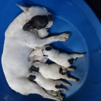 Fransız Bulldog, Köpek  Encil fotoğrafı