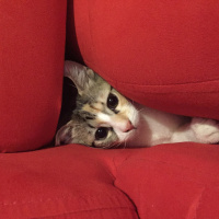 Tekir Kedi, Kedi  Badem fotoğrafı