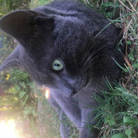 Mavi Rus, Kedi  duman fotoğrafı