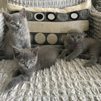 British Shorthair, Kedi  Minnoslar fotoğrafı