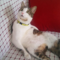 Tekir Kedi, Kedi  Vodka fotoğrafı