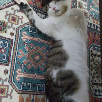 Tekir Kedi, Kedi  Vodka fotoğrafı