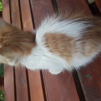 Tekir Kedi, Kedi  Hera fotoğrafı