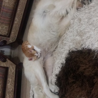 Golden Retriever, Köpek  Lusi fotoğrafı