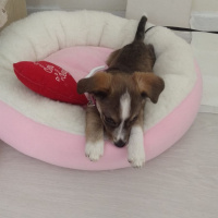 Jack Russell Terrier, Köpek  Lady fotoğrafı