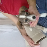Jack Russell Terrier, Köpek  Lady fotoğrafı