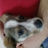 Jack Russell Terrier, Köpek  Lady fotoğrafı
