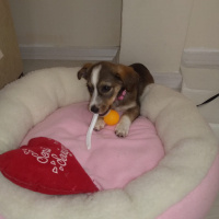 Jack Russell Terrier, Köpek  Lady fotoğrafı