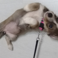 Jack Russell Terrier, Köpek  Lady fotoğrafı