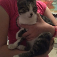 Tekir Kedi, Kedi  Şeker fotoğrafı