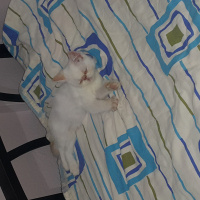 İran Kedisi (Persian), Kedi  Bulut fotoğrafı