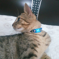 Tekir Kedi, Kedi  Leo fotoğrafı