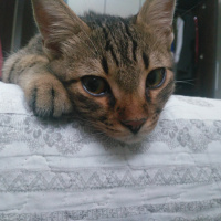 Tekir Kedi, Kedi  Leo fotoğrafı