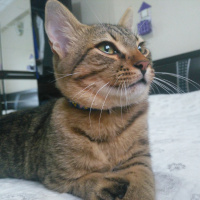Tekir Kedi, Kedi  Leo fotoğrafı