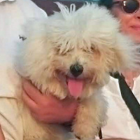 Maltese, Köpek  moki fotoğrafı