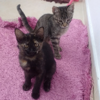 Tekir Kedi, Kedi  3 AYLIK IKI YAVRUYA YUVA fotoğrafı