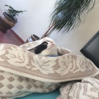 Tekir Kedi, Kedi  Pamuk fotoğrafı