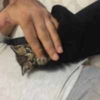 Abyssinian, Kedi  Boncuk fotoğrafı