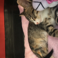Tekir Kedi, Kedi  Tantuni fotoğrafı
