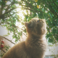 İran Kedisi (Persian), Kedi  Molly fotoğrafı