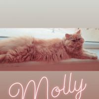 İran Kedisi (Persian), Kedi  Molly fotoğrafı