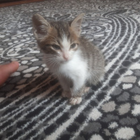 Tekir Kedi, Kedi  Mavibere fotoğrafı