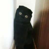 Scottish Fold, Kedi  Behlül fotoğrafı