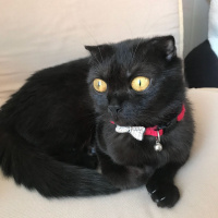 Scottish Fold, Kedi  Behlül fotoğrafı